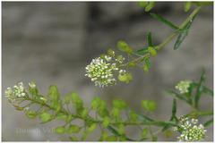 Lepidium sativum